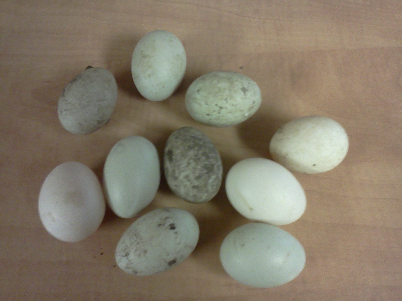 Foraging for Breakfast