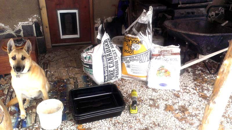 Starting Onions from Seed