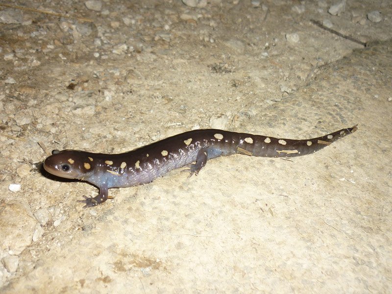 A Spotted Salamander