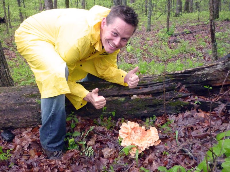 Chicken of the Woods