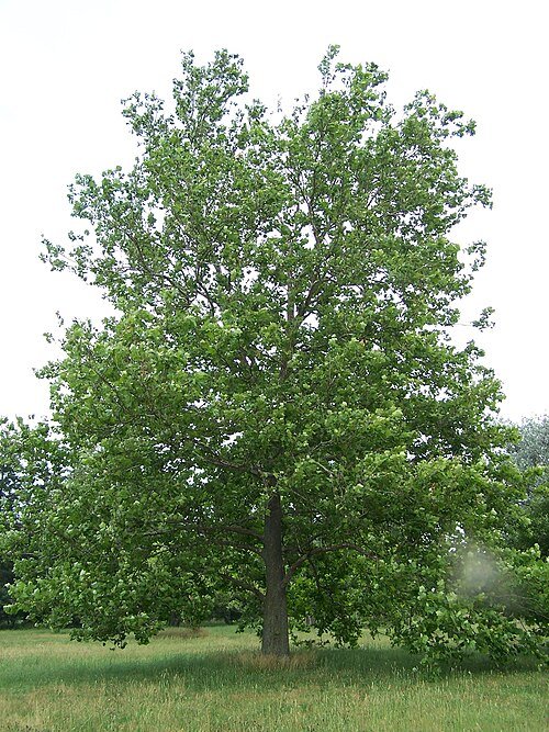 American Sycamore