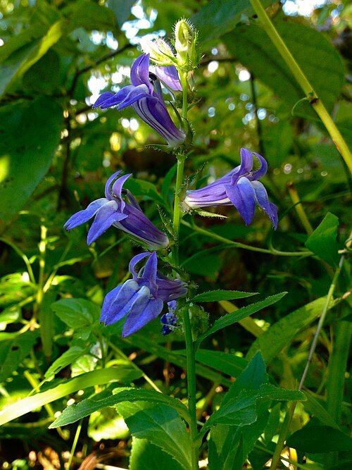 Blue Cardinal Flower