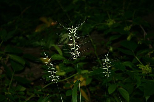 Bottlebrush Grass