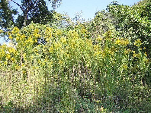 Canadian Goldenrod
