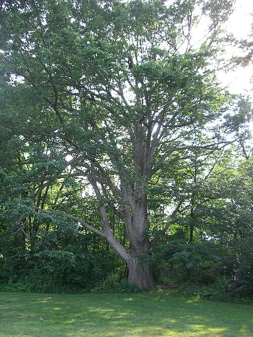 Chinkapin Oak