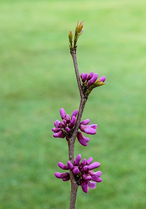 Eastern Redbud