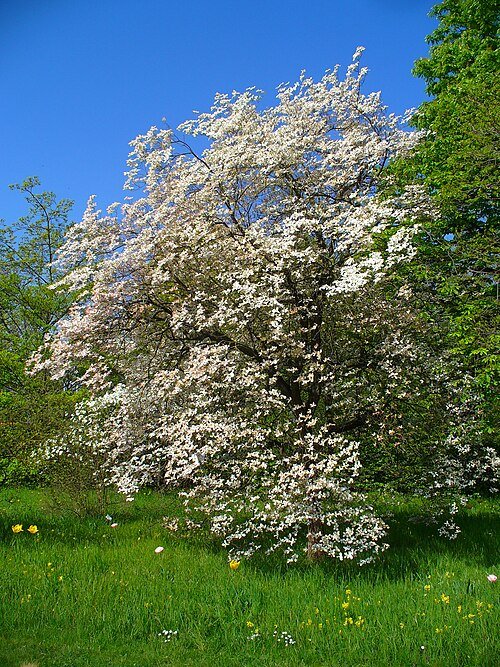 Flowering Dogwood