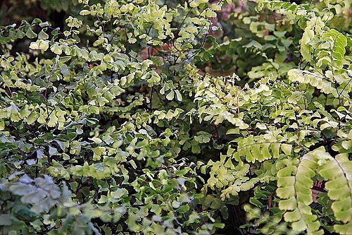 Maidenhair Fern