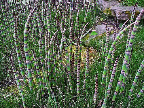 Scouring Rush Horsetail