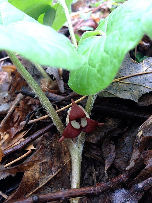Wild Ginger